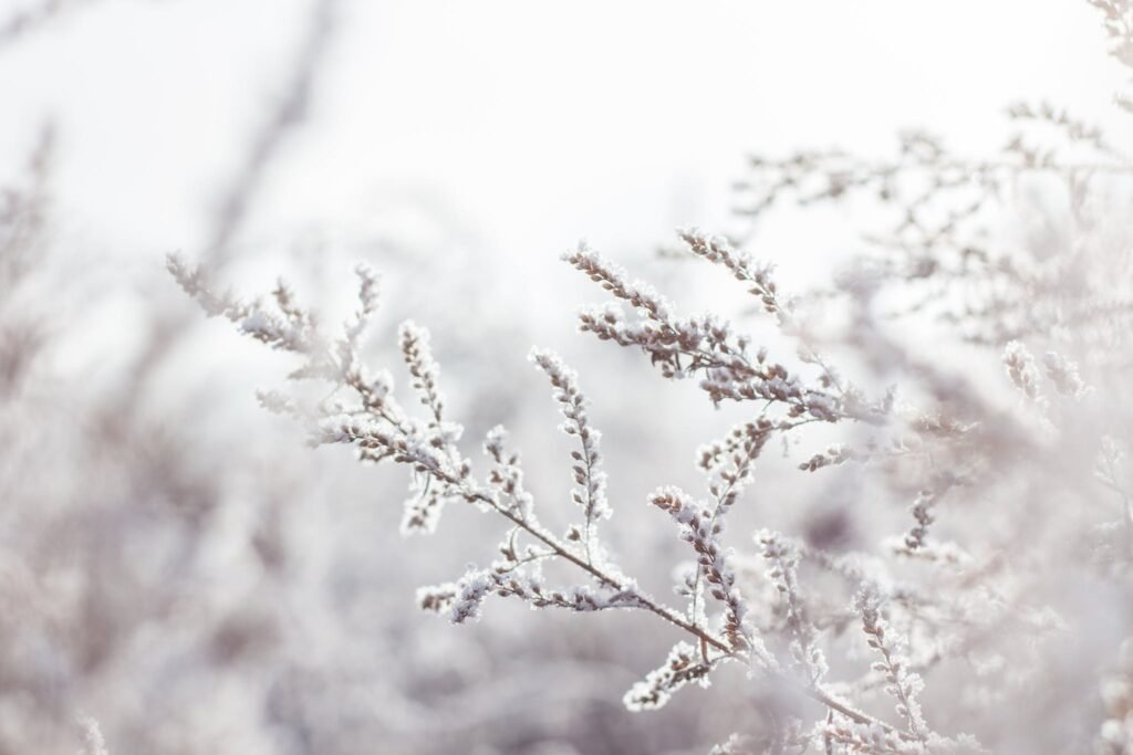 Selective Focus Photography of White Petaled Flower Plant in winter
